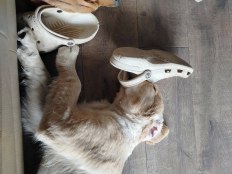 4b5ccc40c67bf0df2684deb7ab19a0b9_232x174_fill