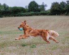 4b8d198ccce1a7cf6ec80db4baa9ece2_222