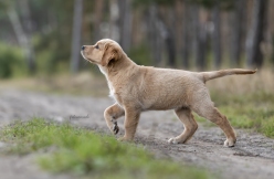 4bb46b95511840152626333686a47f51_248