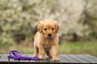 4c0a81563aea08e9cee3eadd02db8ec9_195x130_fill