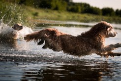 4c0d22c0a8bd003030a58c431c848752_246