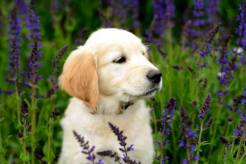 4c28b35dabe408410f040860fc9115f1_246x164_fill