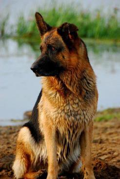 4c6da240f104c7f88d1e21bc0cdea8ac_246x367