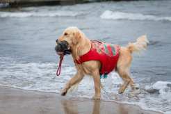 4cb2e163351a49b271b5b1d2b3400489_246x164_fill