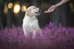 4cd3dfa02c6e866395691ddffb10ee74_246