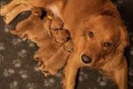 4cdf7003ab1c6a8e18c0c30cbe61d968_195