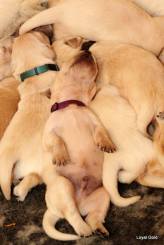 4ce7ebb61796de94109766f366018936_164x245