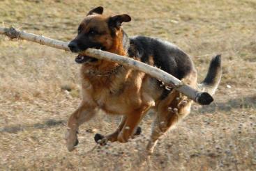 4d36806a54be35e9d1558d7a74476fa0_367