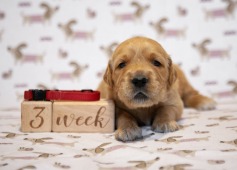 4d4ac1dd035748b9c8f53950dcf09ded_237