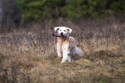 4d9c4cdfc112e831640265e2dc21afd0_246