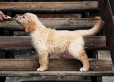 4db67ea28695335d05e91a59acc55201_237