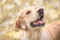 4dba5f692348c6bb2c677b1ba67618bd_246