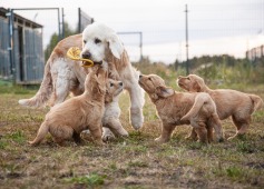 4e0c6818484a8f3a915e28c34d36694f_237