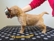 4e284249dc914b1a671eb240fa346daf_183