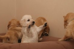 4ebf7181eb552be26d8754619e87ace1_246