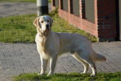 4f18a56c1d2d21aacb28bff6ec91cb11_246