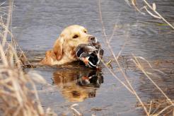 4f1bbbb3d47d68dd7f27c6529eb118cb_246