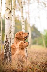 4f26427eb21810a546f319a7778d4181_160x247