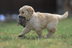 4f279495b594d344dbc5ab796c51b408_246