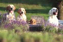 4f2c16acdc68527396f7ebc8796c8137_246x164_fill