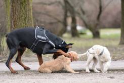 4f2cbf02e33d640343dd478f2733543d_245