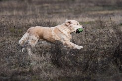 4f6cea00231a4c382987823e1e185a58_246