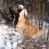 4f9e2674a2dc517c400fb0a348772a59_200x200_fill