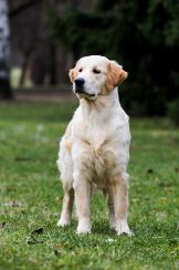 4fcde670f37b2367593b5de2c45261db_162x244