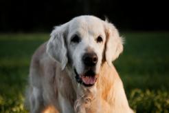 4fe3141f0ab623a8c1ec8244e90990c6_246x164_fill