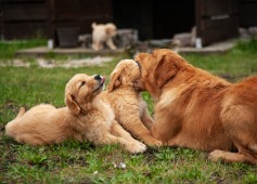 502ef46462e6c9c361f4f993f60767c1_237