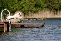 504a7d60424f70585c35a2d1d6483c07_245