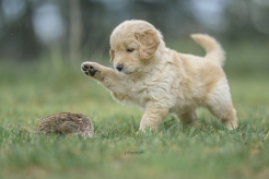 50f822eff1f92e35788b75058635a8b2_246