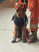 5127260588948167b75762afd79cd096_138x184_fill