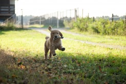 51a6be321a45a7c00c6b7ffda74853e4_246