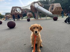 51b9e14a8e42f7c8b839c4ac2f9870d2_232x174_fill