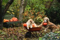 52548946eb7117194f5564d37563a078_194