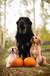 5315c0e9a1860131ef28d09a9bb2e19b_164x245