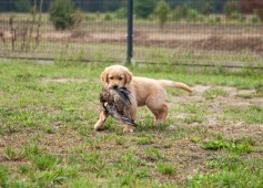 531e5c8cd04bb939f086910f0386fb1e_237