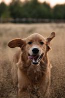 5419b8b5d4c4eb2d85fd887bcd82169e_130x195_fill