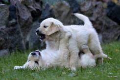 547e9fbf6f2cd1686a7b69ef7910f9f7_245