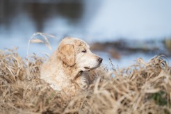 54977834beabf804af4ca1f5c1bb15c5_246