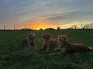 54b7a6ba50b6cec4259160b7a0f4604c_184x138_fill