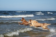 54eb8e273664d59aac83049eb84b27df_195