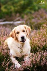 55530e63aab4b2c421e3b73cb8fec595_164x246