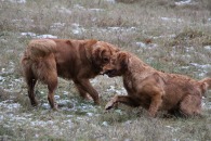 55732ab127b4a29d09d46ba05d529e00_195