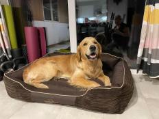 55a8b92a7004dbe5712933c9d4b95d6a_232x174_fill