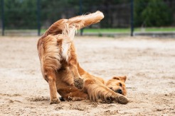 55c0f6ec403a1bf88986eb411506c6b3_246