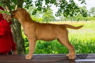 5642bac95bca0a670cf7e33215c803fe_194