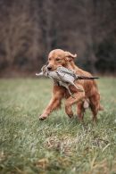 56a323a1c147b685a068e35f52a98532_130x195_fill