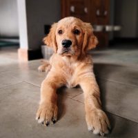 56d316cbfb5b9005e860b0bf15614771_200x200_fill